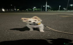 Mixed Breed dogs for sale: pomeranian Hoshi  - Image 2