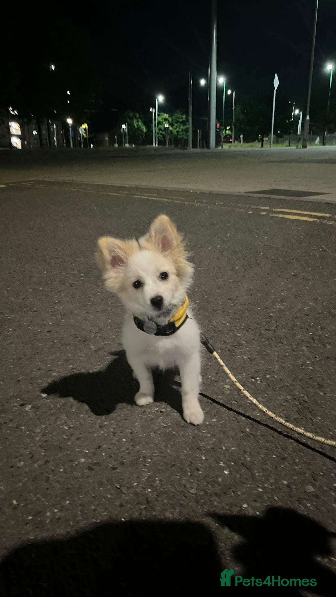 Mixed Breed dogs for sale: pomeranian Hoshi  - Image 2