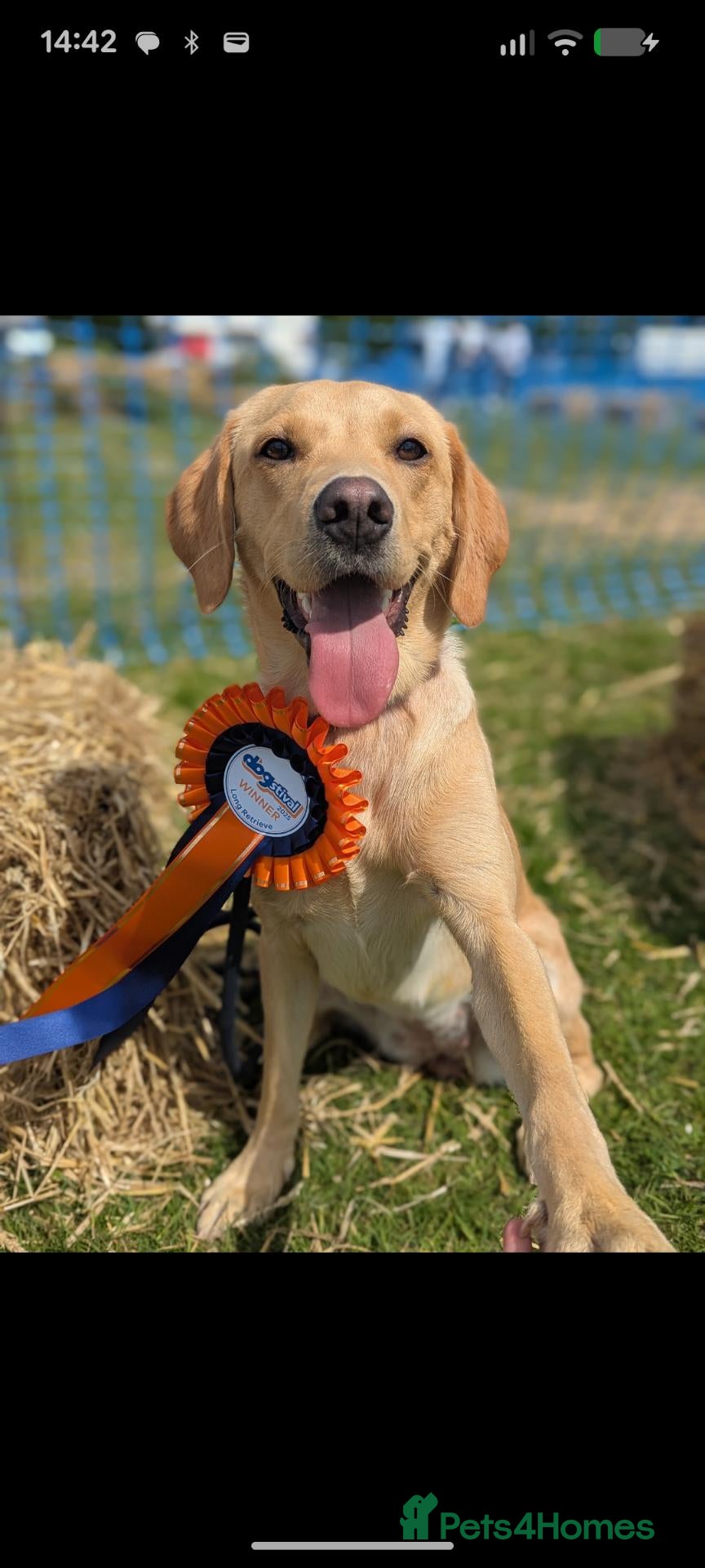 Labrador Retriever dogs  Beautiful KC registered Labrador retriever puppy - Advert 4