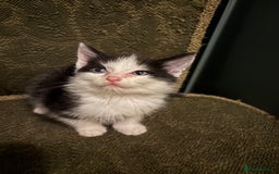 Ragdoll cats for sale: Ragdoll x - Advert 3