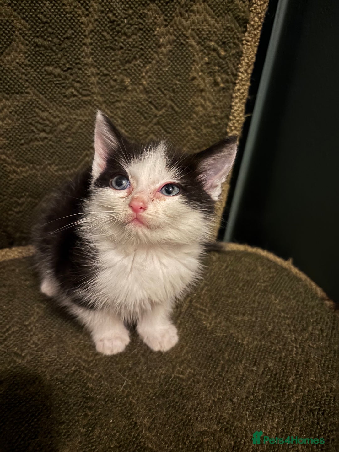 Ragdoll cats for sale: Ragdoll x - Advert 3