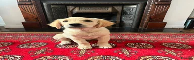 Golden Retriever Puppy 5