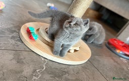 British Shorthair cats for sale: Champion mum & dad litter 1 🩵 & 1 🩷 - Image 1