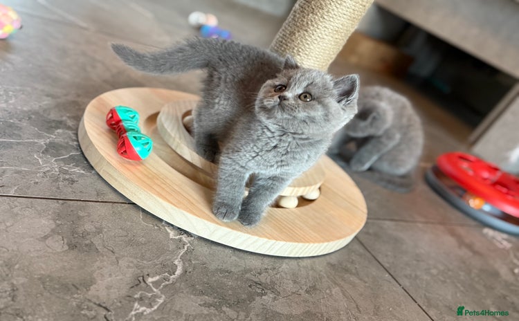 British Shorthair cats - Advert 11