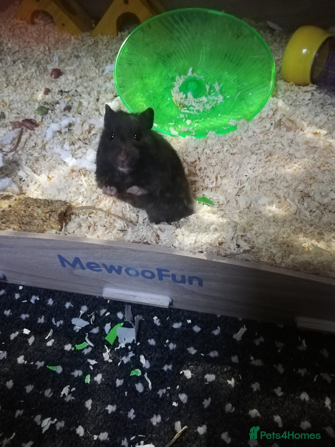Hamster rodents for sale: Black female Syrian hamster for sale - Image 2