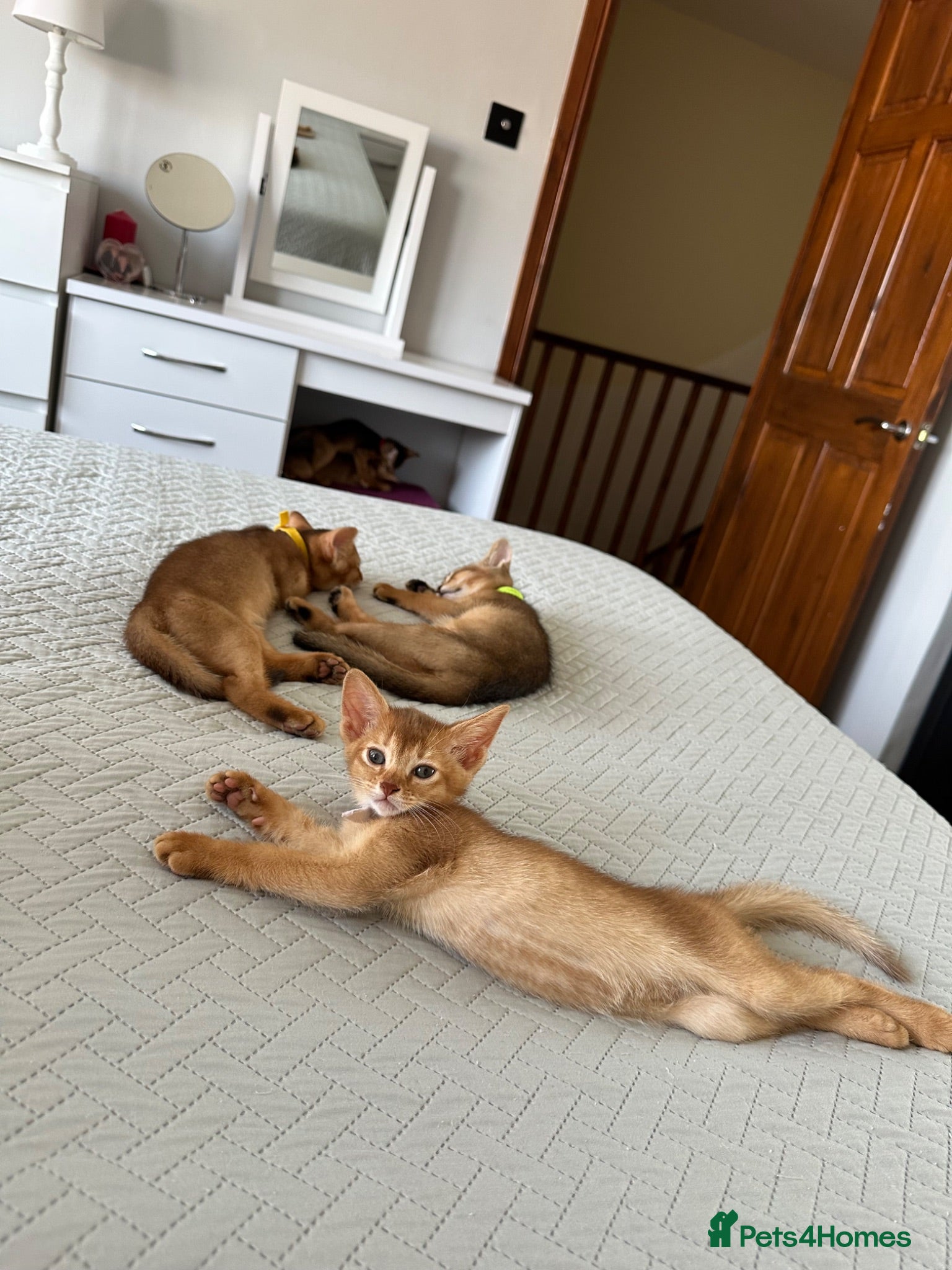Abyssinian cats Abyssinian kittens  - Advert 1