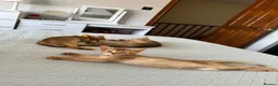 Abyssinian cats for sale: Abyssinian kittens  - Advert 15