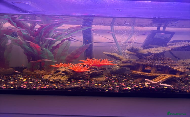 Other/Mixed Breed fish Guppy Fry - Advert 3