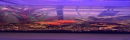 Other/Mixed Breed fish for sale: Guppy Fry - Advert 1