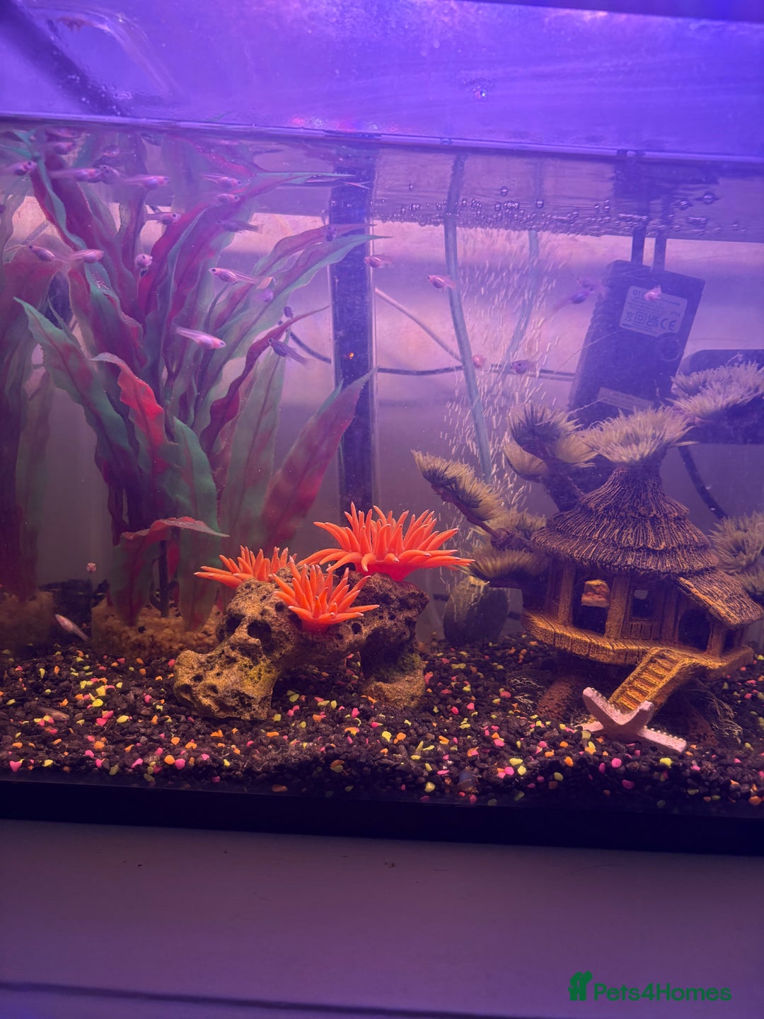 Other/Mixed Breed fish for sale: Guppy Fry - Advert 1