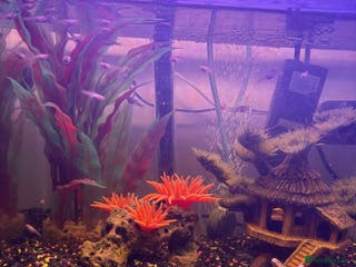 Other/Mixed Breed fish Guppy Fry - Advert 18