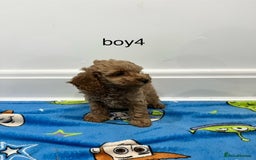 Cockapoo dogs for sale: Show type cockapoos😍 - Image 8