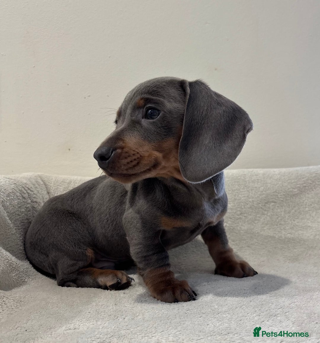 Miniature Dachshund dogs for sale: Gorgeous rainbow litter of miniature dachshund’  - Image 4