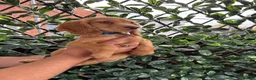 Cocker Spaniel dogs for sale: Beautiful Chunky Golden Cocker Spaniel Puppies.  - Advert 12