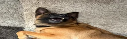 Belgian Shepherd Dog dogs for sale: Jamie 4 year old cross breed Belgian Mealios  - Advert 2