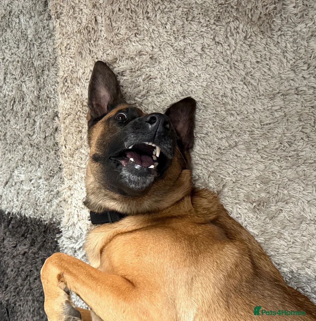 Belgian Shepherd Dog dogs for sale: Jamie 4 year old cross breed Belgian Mealios  - Advert 2