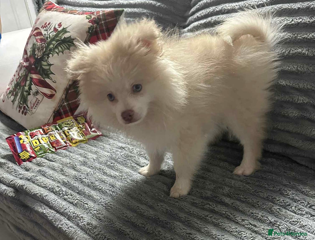 Pomeranian dogs for sale: Blue eyed Pomeranian boy ready now  - Advert 7