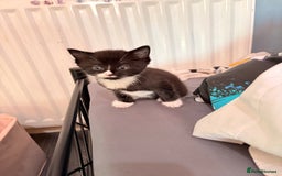 Abyssinian cats for sale: Two boy kittens  - Image 2