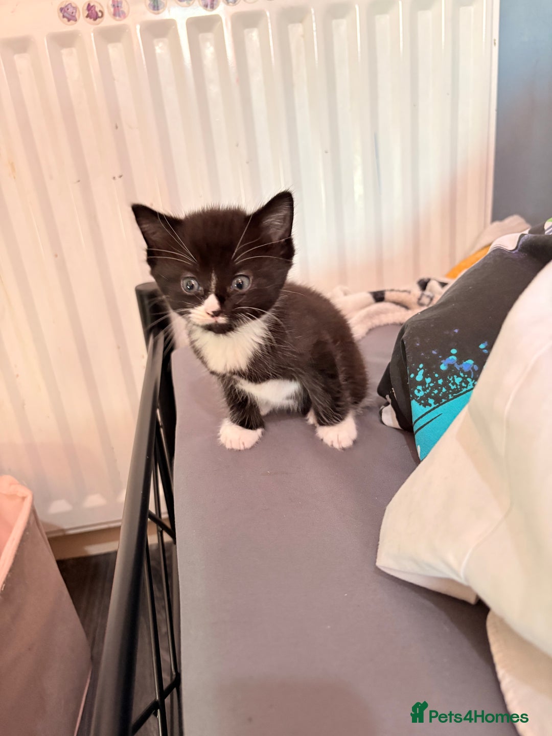 Abyssinian cats for sale: Two boy kittens  - Image 2