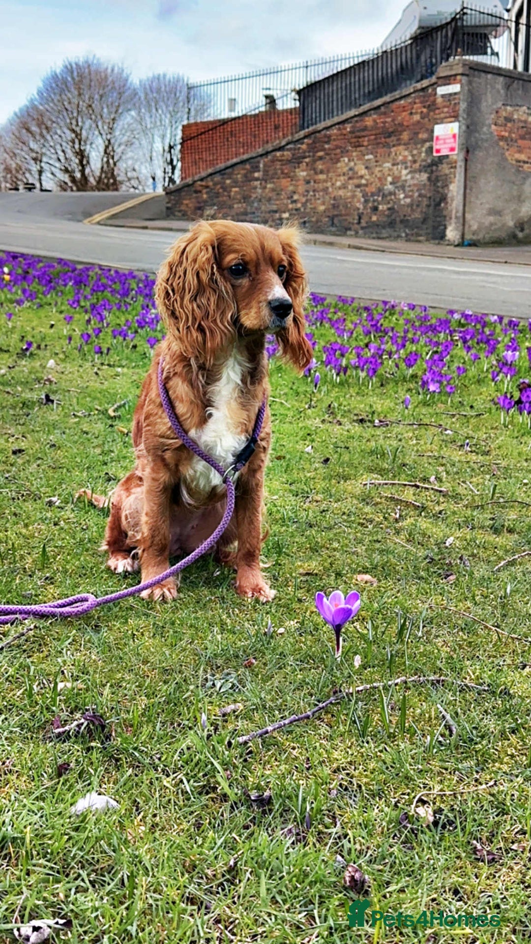 Cockapoo dogs for sale: Beautiful Cockapoo girl left  - Advert 2