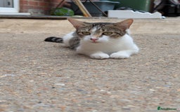 Domestic Shorthair cats for sale: Caring, Friendly 1-Year-old cat- Ready to Rehome - Image 5
