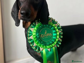 Dachshund dogs - Advert 31