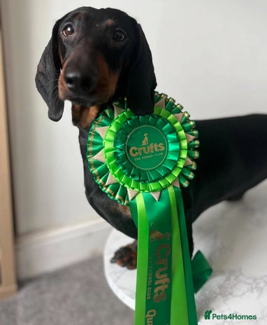 Dachshund dogs - Advert 1