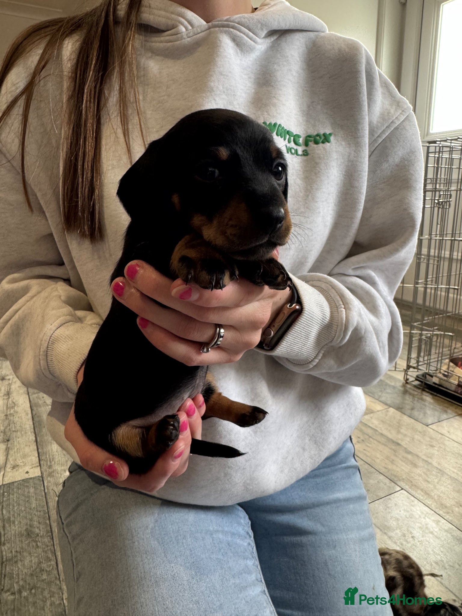 Miniature Dachshund dogs Miniature Dachshund puppies for sale  - Advert 1