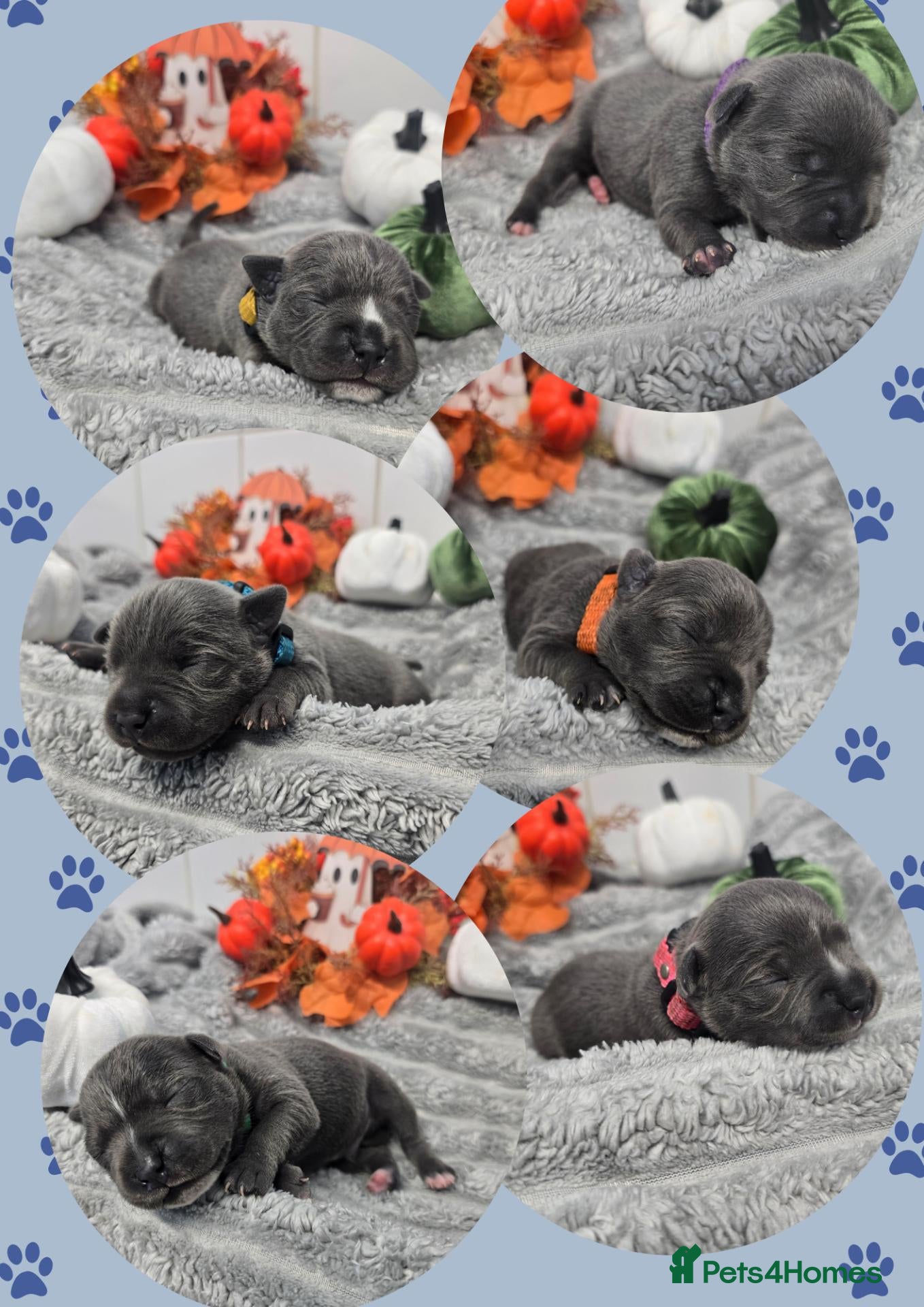 Staffordshire Bull Terrier dogs for sale: Stunning Blue Staffie Pups 🐾 - Advert 8