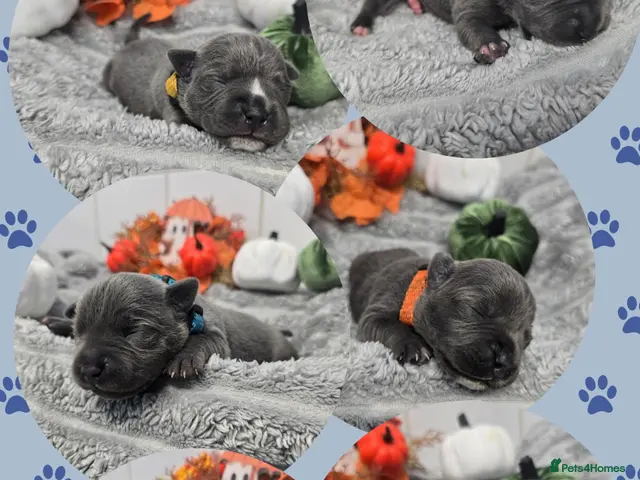 Staffordshire Bull Terrier dogs for sale: Stunning Blue Staffie Pups 🐾 - Advert 8