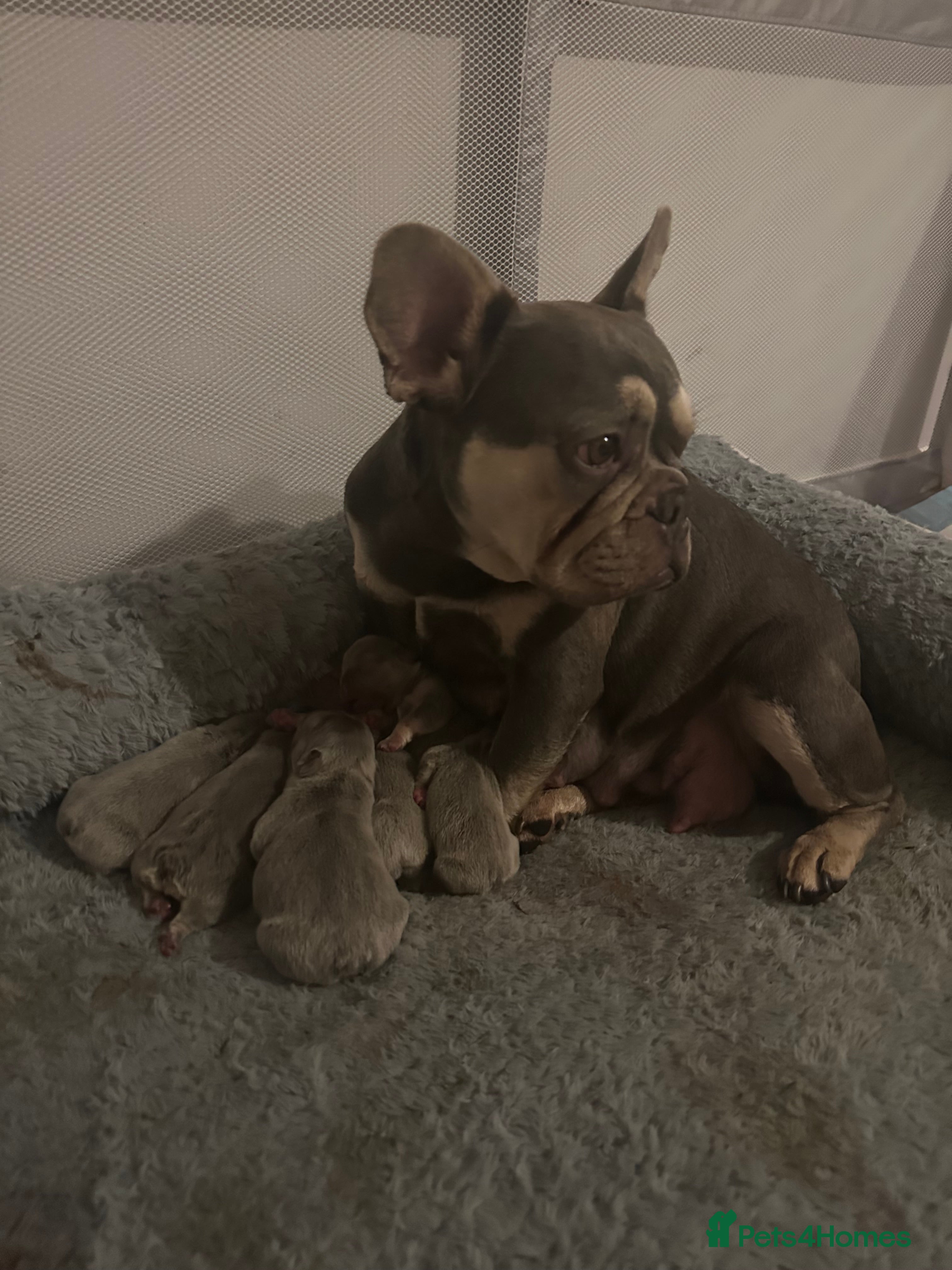 French Bulldog dogs French Bulldog Puppies  - Advert 1