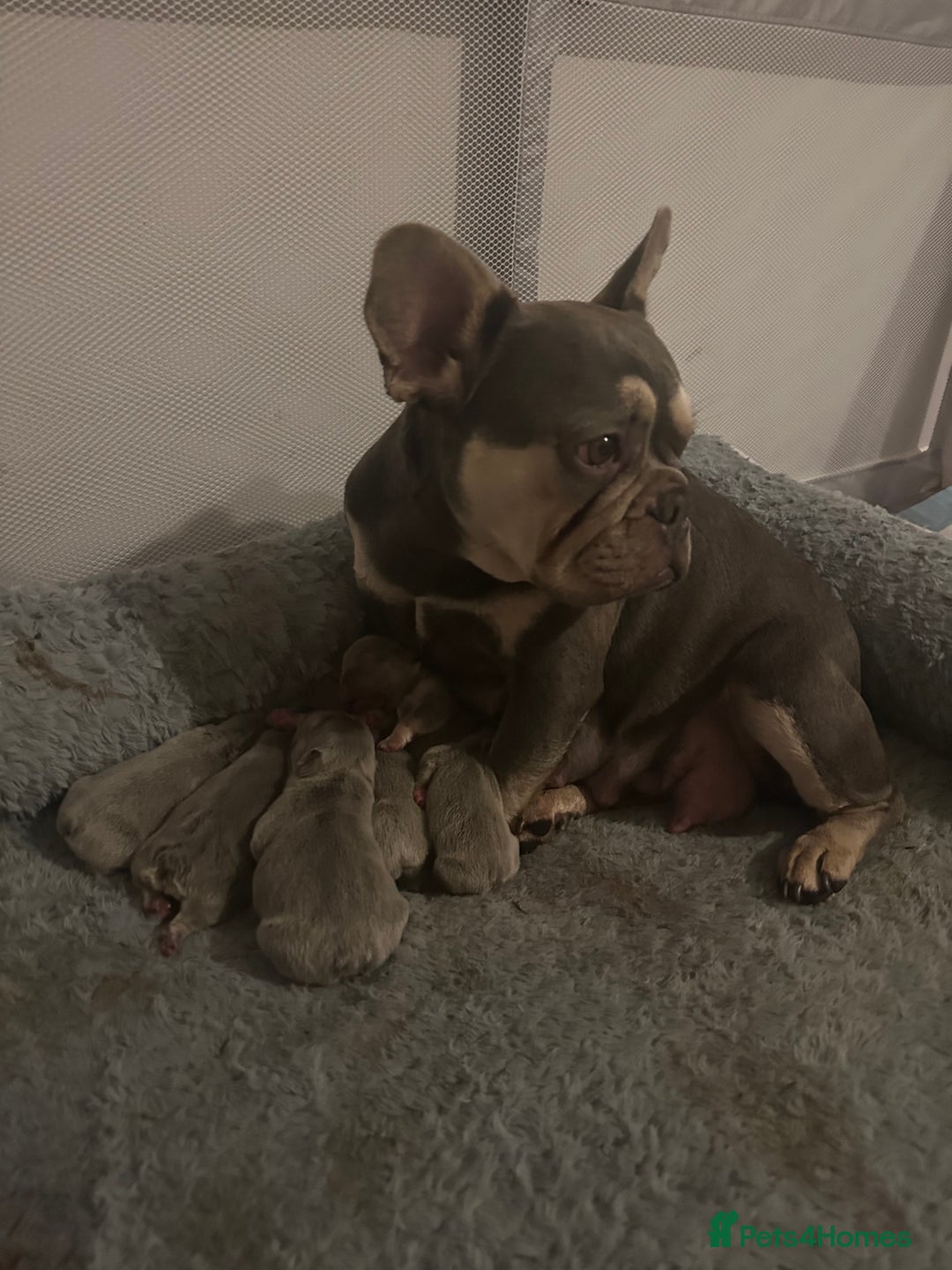 French Bulldog dogs for sale: French Bulldog Puppies  - Advert 1