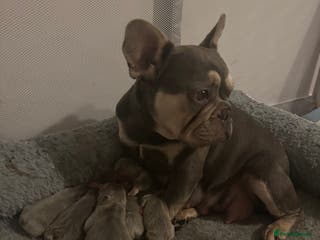 French Bulldog dogs French Bulldog Puppies - Advert 1