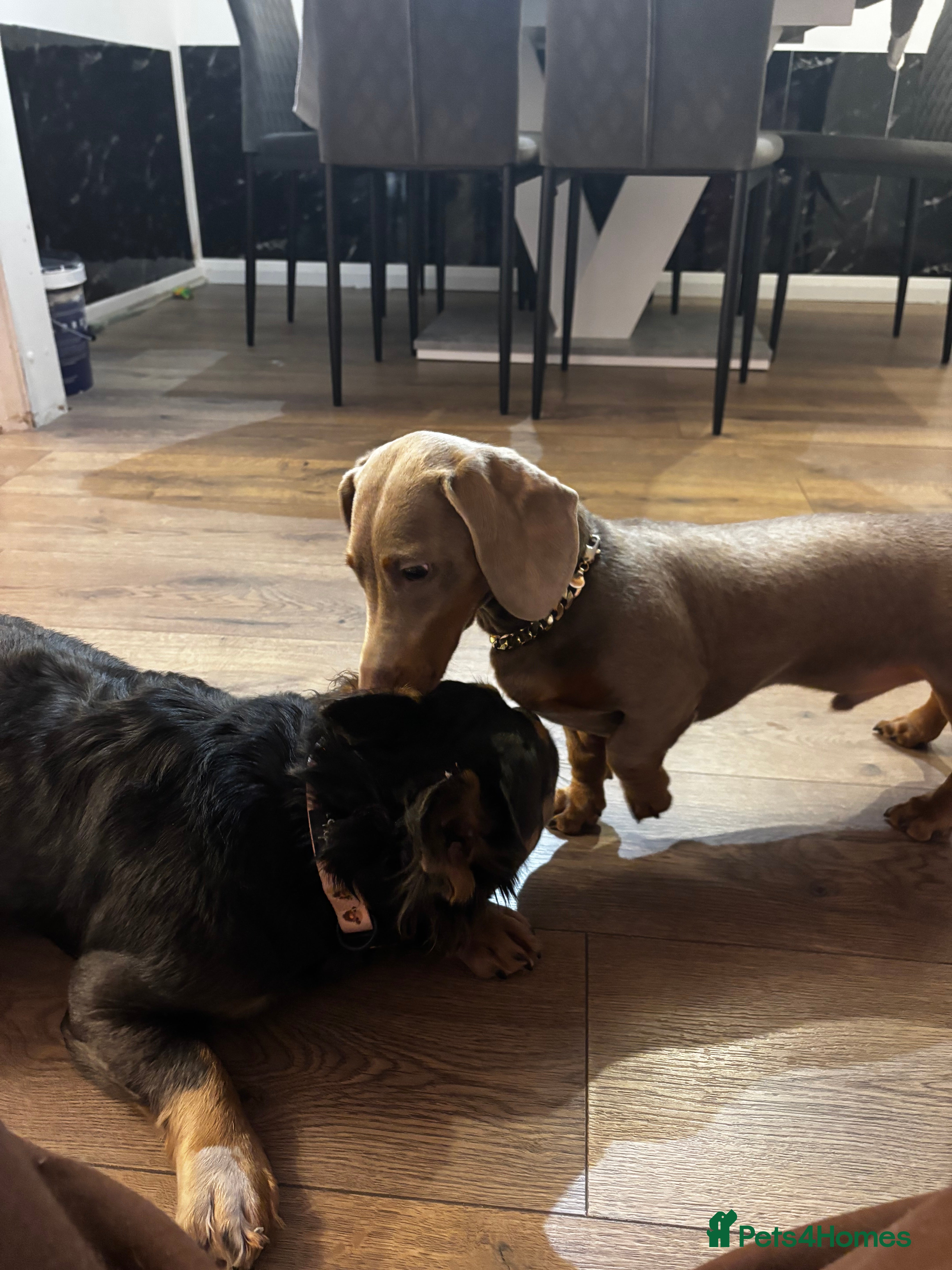 Miniature Dachshund dogs Miniature dachshund available  - Advert 1