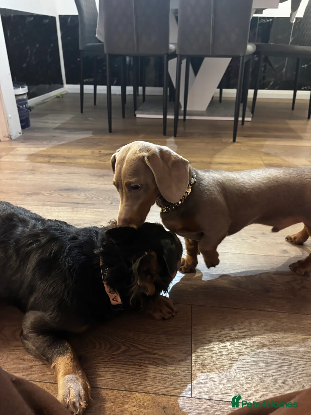 Miniature Dachshund dogs for sale: Miniature dachshund available  - Advert 1