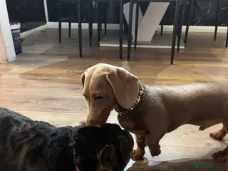 Miniature Dachshund dogs Miniature dachshund available - Advert 1
