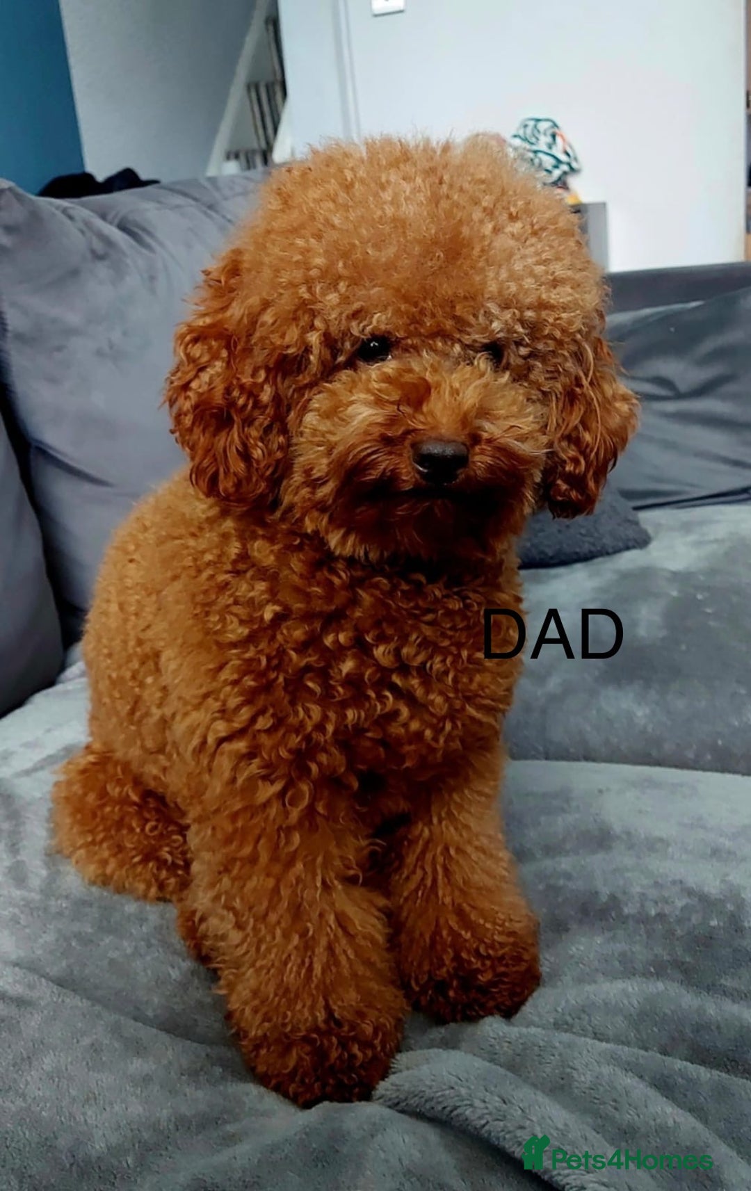 Cockapoo dogs for sale: Stunning F1B cockapoo’s READY TO GO NOW!!! - Image 7