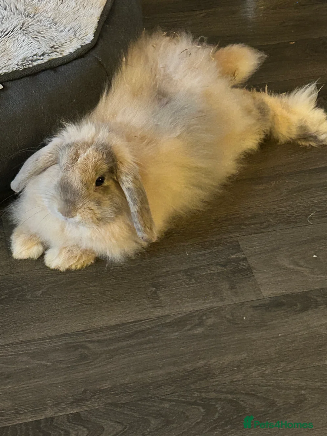 English Lop rabbits for sale: Beautiful Lop Bunny for Rehoming - Advert 3