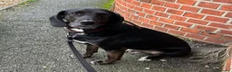 Mixed Breed dogs for adoption: Jett (Labrador/Pointer mix) in High Wycombe - Advert 2