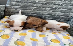 Jack Russell dogs for sale: Miniature Jack Russell puppies - Image 5