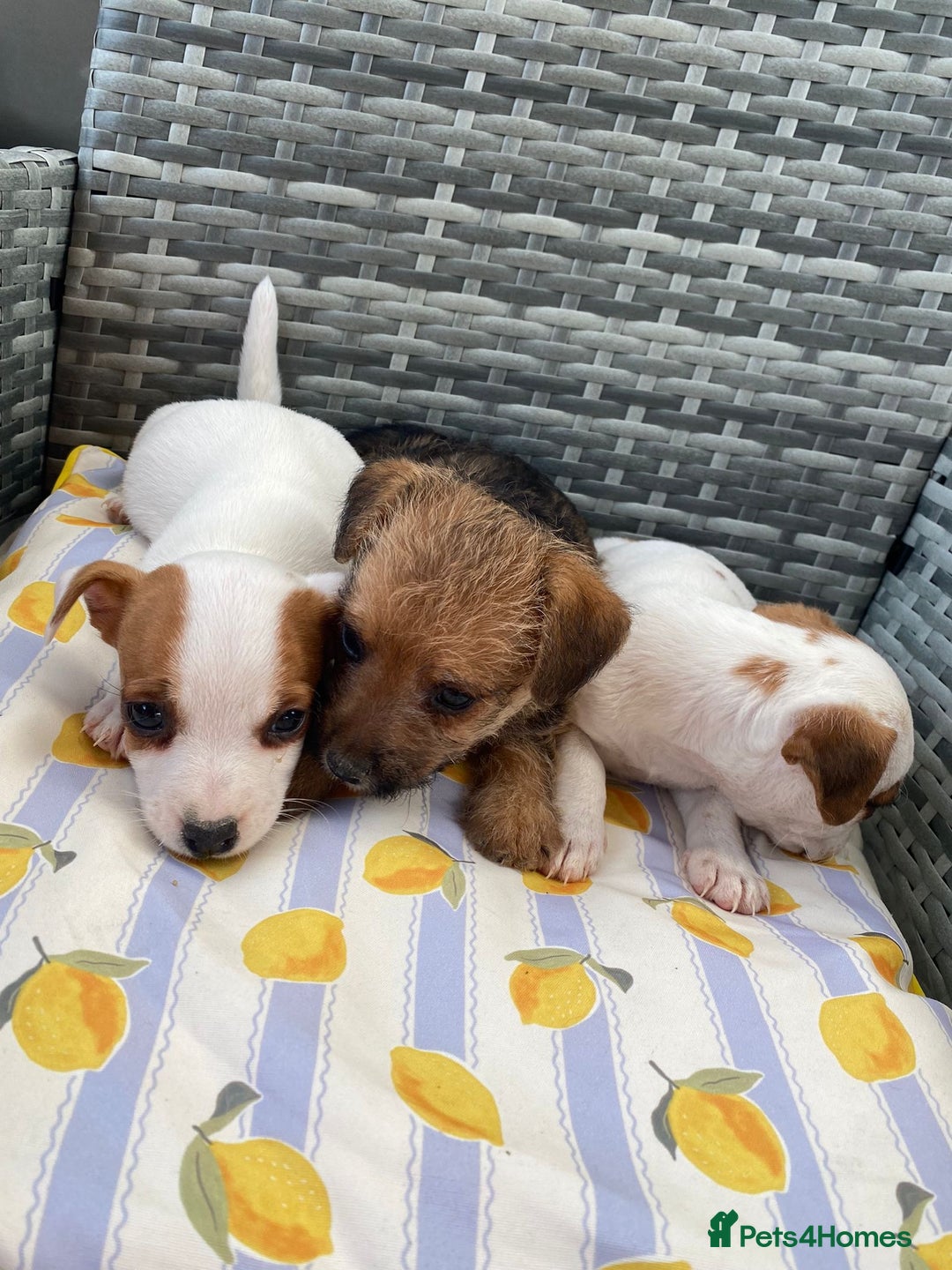 Jack Russell dogs for sale: Miniature Jack Russell puppies - Image 5