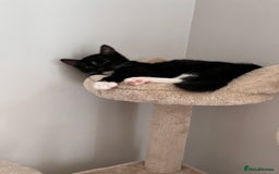 Mixed Breed cats for sale: Adorable Kittens Looking for Their Forever Homes - Image 6