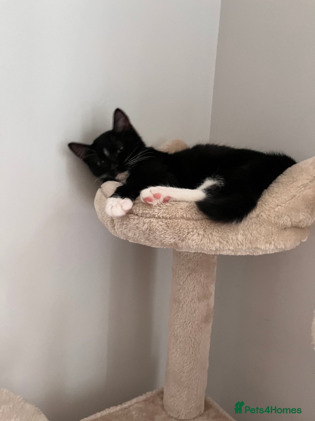 Mixed Breed cats for sale: Adorable Kittens Looking for Their Forever Homes - Image 6