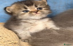 British Longhair cats for sale: British longhair kittens TICA blue golden - Image 10