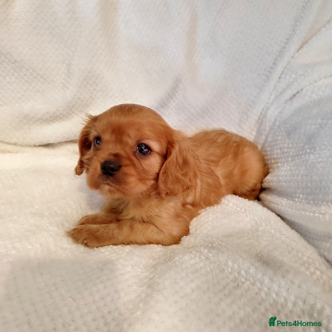 Cavalier King Charles Spaniel dogs for sale: Solid ruby and blem cavalier puppies - Advert 2