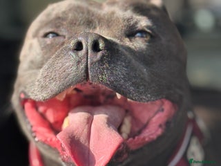 Staffordshire Bull Terrier dogs 🇬🇧Best of British 🇬🇧 Blue Health tested 🩸 in Abingdon - Advert 7