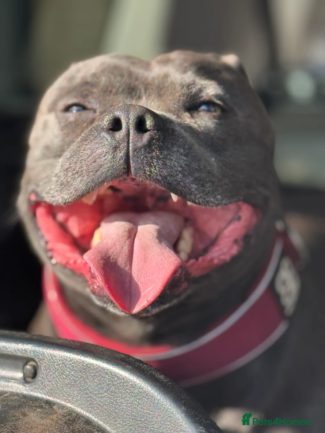 Staffordshire Bull Terrier dogs for stud: 🇬🇧 ONE & ONLY HERCULES, BLUE HEALTH TESTED STUD in Abingdon - Advert 5