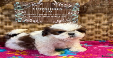 Shih Tzu dogs - Advert 4