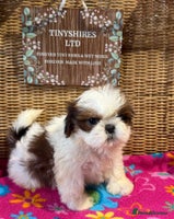 Shih Tzu dogs - Advert 4