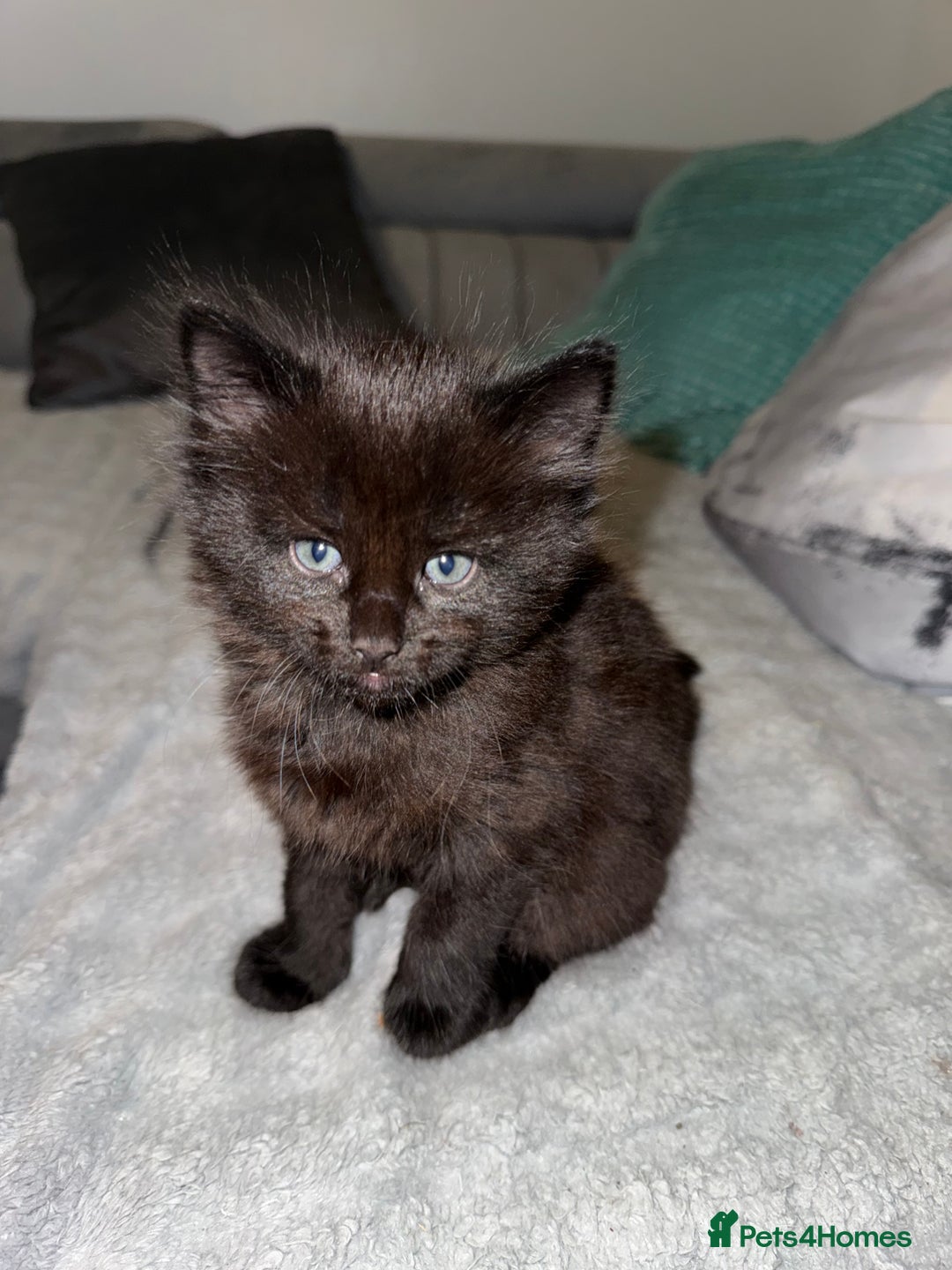 Siberian cats for sale: 6 beautiful Siberians kittens - Advert 13